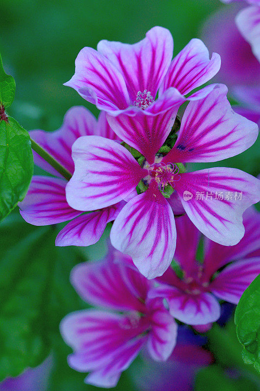 通常是Mallow / Malva Mauritiana / Malva Sylvestris